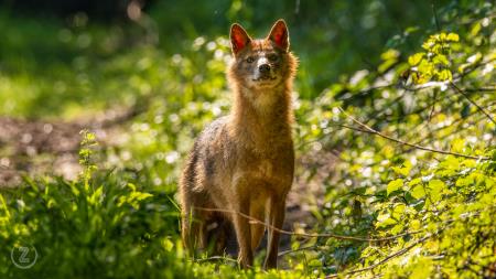 08 foto ZoranVidrih (4)